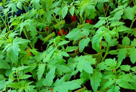 Vom Keimling zur glücklichen Tomatenpflanze